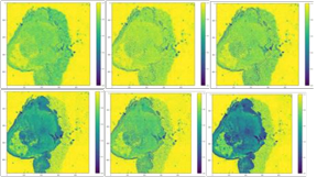 Caption: Six images at relevant wavelengths to differentiate tumor cells