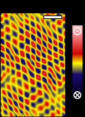 The measured domain pattern of the 'incommensurate spin crystal' phase.

CREDIT
University of Warwick