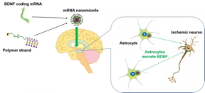 Nanotechnology Now - Press Release: A new agent for the brain diseases: mRNA - Vimarsana News