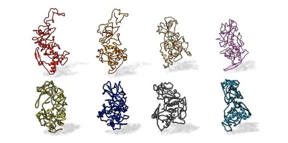 A Penn State research team found that the N protein on SARS-CoV-2 is conserved across all SARS-related pandemic coronaviruses (top, from left: SARS-CoV-2, civet, SARS-CoV, MERS). The protein differs from other coronaviruses, such as those that cause the common cold (bottom, from left: OC43, HKU1, NL63 and 229E).

CREDIT
Kelly Lab/Penn State
