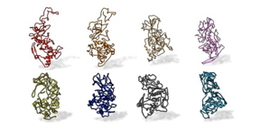 A Penn State research team found that the N protein on SARS-CoV-2 is conserved across all SARS-related pandemic coronaviruses (top, from left: SARS-CoV-2, civet, SARS-CoV, MERS). The protein differs from other coronaviruses, such as those that cause the common cold (bottom, from left: OC43, HKU1, NL63 and 229E).

CREDIT
Kelly Lab/Penn State