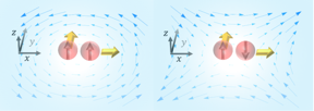 Fig. 1. left: the polarization induced by the vortical flow; right: the polarization induced by the shear flow. Red and yellow arrows represent the spin and momentum directions, respectively.

CREDIT
Shuai Liu