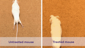 This GIF shows a side-by-side comparison of an untreated mouse next to a mouse treated with Northwestern's injectable therapeutic.