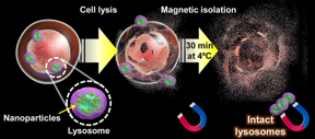 Once magnetic nanoparticles have naturally accumulated in a cell’s lysosomes through the endocytic pathway, the cell membrane is ruptured. and its contents “sifted” for 30 minutes using magnets. At the end of this process, intact lysosomes can be retrieved from the magnets and used to study their structure, metabolites, and protein composition.

CREDIT
Shinya Maenosono from JAIST.