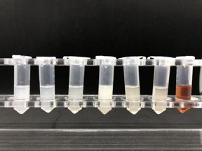 Figure 1. The prepared CdTeQDs/2DBWO photocatalyst with different proportions.

CREDIT
YANG Pengqi