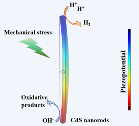 CdS spheres and CdS nanorods with different lengths were constructed by hydrothermal method and solvothermal process with varied reaction time, respectively. The medium-length CdS nanorods subjected to ultrasonic stimulation exhibits excellent piezocatalytic H2 evolution performance due to the strong piezoelectric potential and benign mechanical strain collecting ability.

CREDIT
Chinese Journal of Catalysis