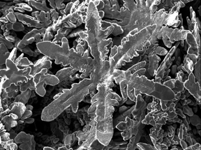 Nano-scale snowflake from Gallium solvent

CREDIT
Image: Waipapa Taumata Rau, University of Auckland