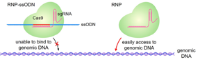 The RNP-ssODN is designed to ensure the CRISPR-Cas9 molecule is encapsulated by the LNP. Once inside the cells, the ssODN dissociates and CRISPR-Cas9 can carry out its effect. (Haruno Onuma, Yusuke Sato, Hideyoshi Harashima. Journal of Controlled Release. February 10, 2023).

CREDIT
Haruno Onuma, Yusuke Sato, Hideyoshi Harashima. Journal of Controlled Release. February 10, 2023