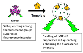 Researchers from the Shibaura Institute of Technology have synthesized fluorescent molecularly imprinted polymeric nanoparticles (fMIP-NPs) that serve as probes to detect specific small neurotransmitters like serotonin, dopamine, and acetylcholine.

CREDIT
Prof. Yasuo Yoshimi from SIT, Japan