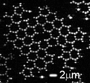 Pieces of a graphene lattice made from patchy particles. Because the particles can be followed one-by-one, defects can be studied at the particle scale. Image: Swinkels et al.

CREDIT
Swinkels et al