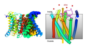 Overall structure of a transmembrane ZIP zinc transporter protein determined by cryo-electron microscopy (cryo-EM) (left) and a schematic showing some of the functional features (right). A flexible loop (magenta) facing into the cell binds to zinc and folds to block the entry of more zinc when levels of this micronutrient get too high.

CREDIT
Brookhaven National Laboratory