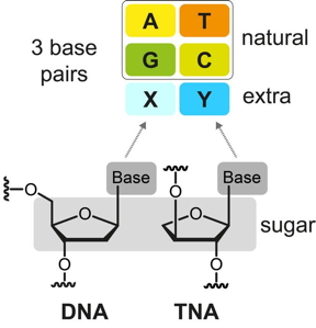 Structural comparison of DNA and the artificial TNA, a Xeno nucleic acid with the natural base pairs AT and GC and an additional base pair (XY).

CREDIT
Stephanie Kath-Schorr