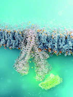 Cell-permeable nanobody (green) binds to defect CFTR-chloride channel (structural simulation) � FMP | Barth van Rossum

Credit
� FMP | Barth van Rossum